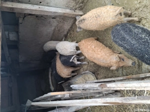 Vând purcei mangalita  - imagine 5