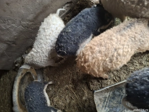 Vând purcei mangalita  - imagine 3