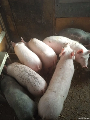 Purcei crescuți BIO!!!