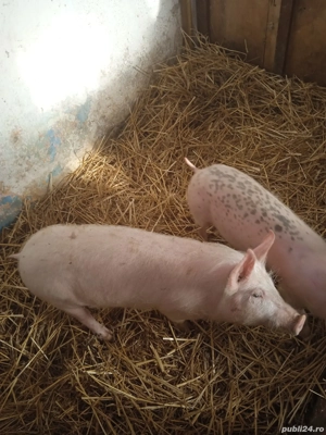 Purcei crescuți BIO!!! - imagine 3