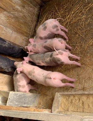 Purcei crescuți BIO!!! - imagine 2