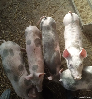 Purcei crescuți BIO!!! - imagine 3