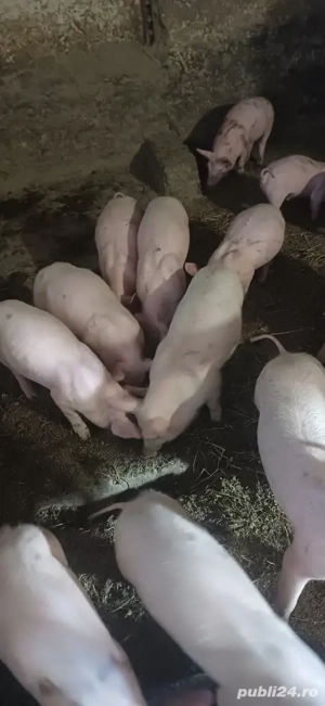 purcei de vânzare  - imagine 2