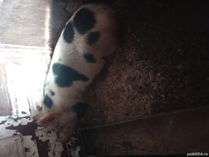 Scroafa gestanta an doua luni jumate  și purcei  antarcati  o lună jumate - imagine 5