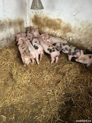 Purcei de vânzare 