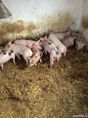 Purcei de vânzare  - imagine 2