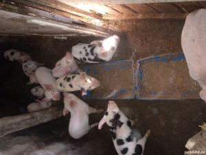 Scroafa gestanta an doua luni jumate  și purcei  antarcati  o lună jumate - imagine 2