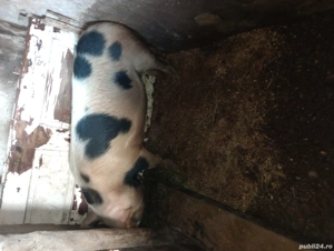 Scroafa gestanta an doua luni jumate  și purcei  antarcati  o lună jumate - imagine 3