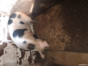 Scroafa gestanta an doua luni jumate  și purcei  antarcati  o lună jumate - imagine 4