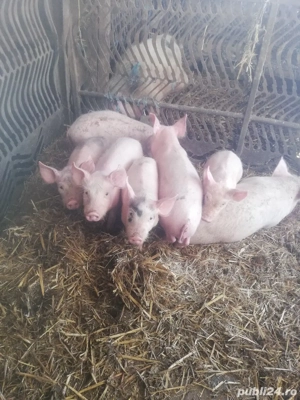 Vând purcei  - imagine 2