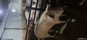 porc pt sacrificat