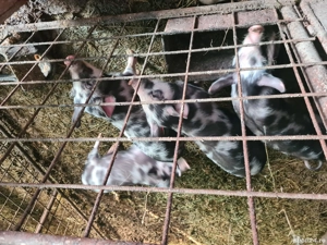 Purcei de vanzare - imagine 3