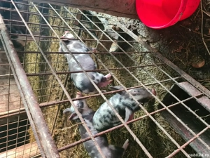 Purcei de vanzare - imagine 2