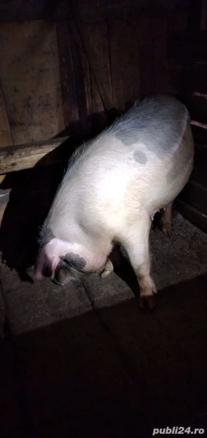 Scroafă de vanzare - imagine 3
