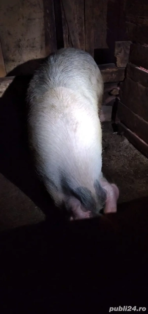 Scroafă de vanzare - imagine 2