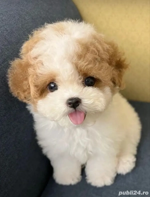Bichon Maltez Mini Toy - imagine 3