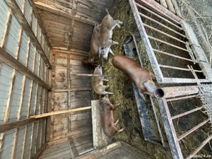 Porci ( șoldani ) 70-80kg  - imagine 2