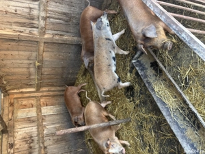 Porci ( șoldani ) 70-80kg 