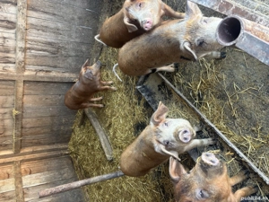 Porci ( șoldani ) 70-80kg  - imagine 3