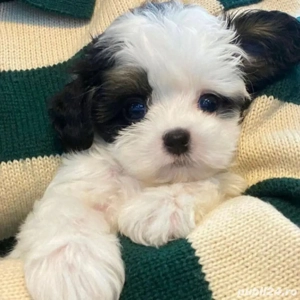 Bichon Maltez Mini Toy - imagine 4