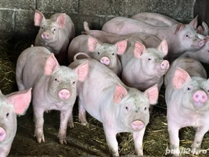 De vanzare - imagine 2