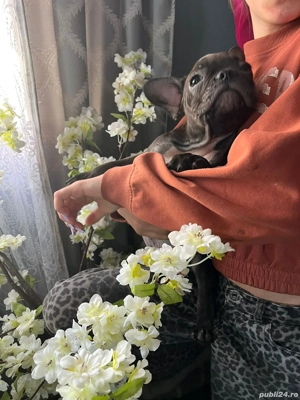 Buldog francez disponibil