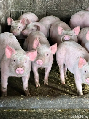 De vanzare - imagine 3