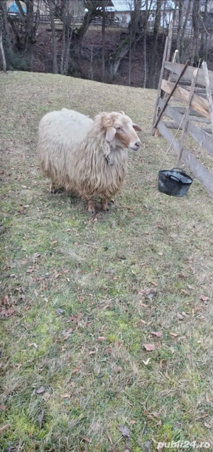 Berbec de vânzare  - imagine 3