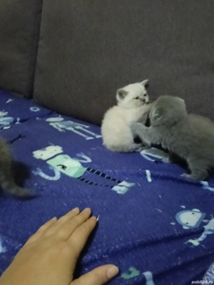 de vânzare  - imagine 2