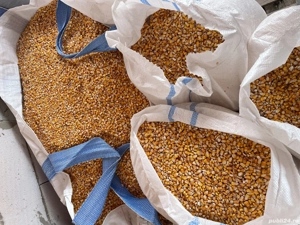 Vând Porumb Pioneer foarte bine uscat