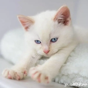 Radgoll fetițe și băieței  - imagine 2