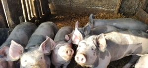 Vand purcei - imagine 2