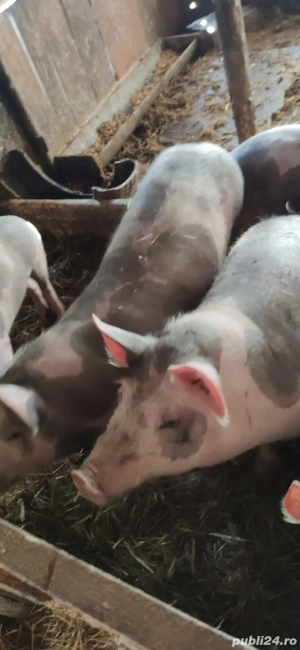 Vand purcei - imagine 4