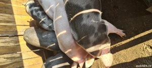 Vând grasuni - imagine 2