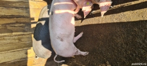 Vând grasuni - imagine 3