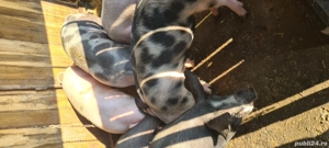 Vând grasuni - imagine 4