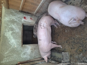 Porci de vanzare 120-150 kg - imagine 2