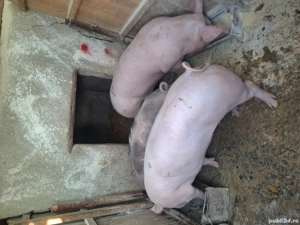 Porci de vanzare 120-150 kg - imagine 5