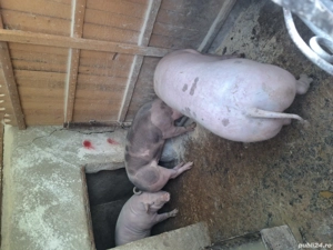 Porci de vanzare 120-150 kg - imagine 4