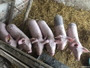 Vand 4 purcei masculi