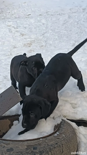 Căței Cane Corso  - imagine 3
