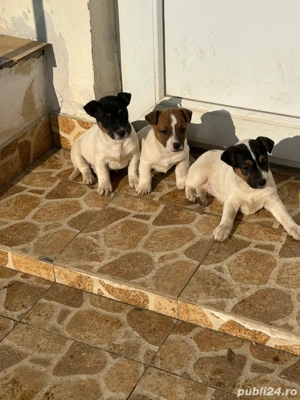 Catelusi Jack Russell