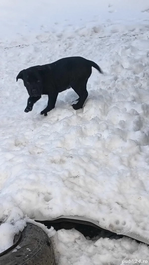 Căței Cane Corso  - imagine 5