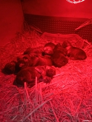 Pui Ciobanesc german Tg Jiu  - imagine 2