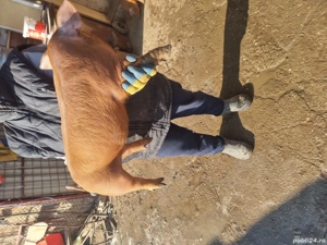 Vând purcei duroc . - imagine 3