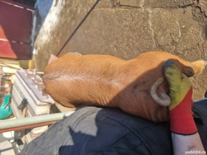 Vând purcei duroc . - imagine 2