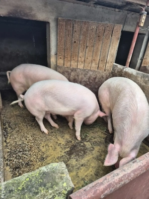 vand porci grasi - imagine 3