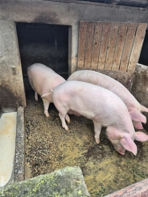 vand porci grasi - imagine 2