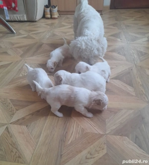 Puiuți de bichon de vânzare 
