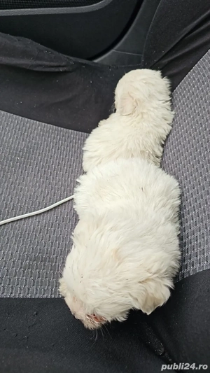 bichon maltez 